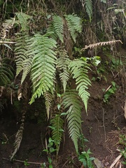 Sphaerostephanos appendiculatus