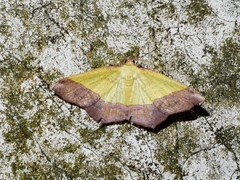 Exurapteryx aristidaria