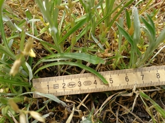 Omalotheca sylvatica