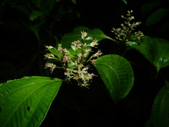 Miconia tillettii