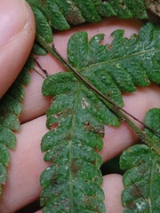 Sphaerostephanos appendiculatus