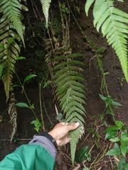 Sphaerostephanos appendiculatus