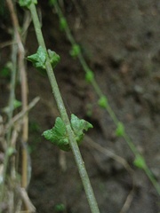 Sphaerostephanos appendiculatus