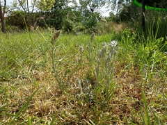 Omalotheca sylvatica