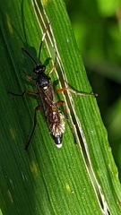 Vulgichneumon saturatorius