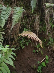 Sphaerostephanos appendiculatus