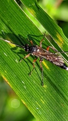 Vulgichneumon saturatorius