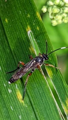 Vulgichneumon saturatorius