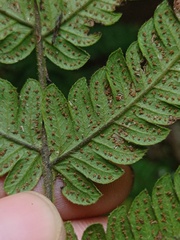 Sphaerostephanos appendiculatus