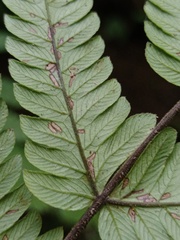 Sphaerostephanos appendiculatus