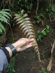 Sphaerostephanos appendiculatus