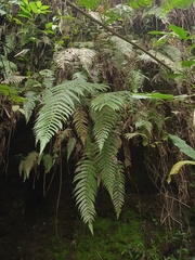 Sphaerostephanos appendiculatus