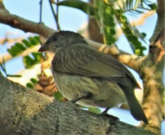 Indicator variegatus