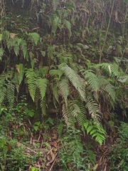 Sphaerostephanos appendiculatus