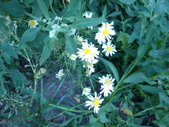 Tripleurospermum inodorum