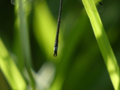 Lestes forcipatus