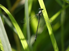 Lestes forcipatus