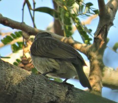 Indicator variegatus