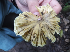 Cotylidia aurantiaca