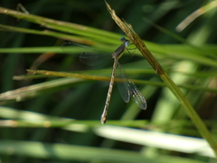 Lestes forcipatus