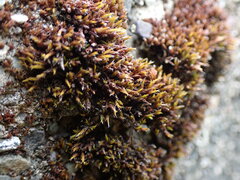 Schistidium papillosum