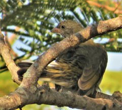 Indicator variegatus