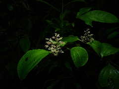 Miconia tillettii