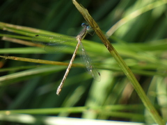Lestes forcipatus