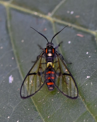 Argyroeides strigula