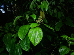 Miconia tillettii