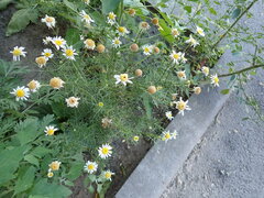 Tripleurospermum inodorum