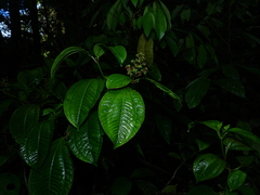 Miconia tillettii