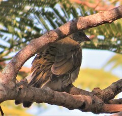 Indicator variegatus