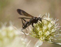 Cryptocheilus egregius
