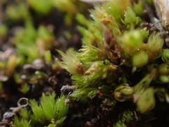 Bryum dichotomum