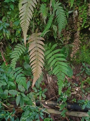 Sphaerostephanos appendiculatus