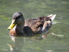 Anas platyrhynchos