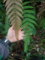 Sphaerostephanos appendiculatus