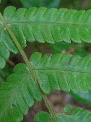 Sphaerostephanos appendiculatus