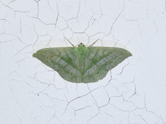 Mixochlora vittata
