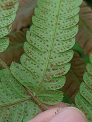 Sphaerostephanos appendiculatus