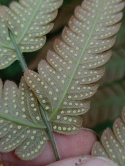 Sphaerostephanos appendiculatus