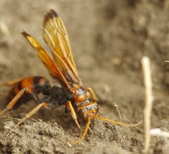 Cryptocheilus rubellus