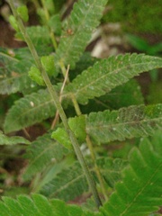 Sphaerostephanos appendiculatus