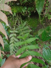 Sphaerostephanos appendiculatus