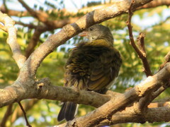 Indicator variegatus