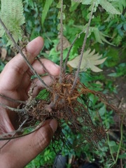 Sphaerostephanos appendiculatus