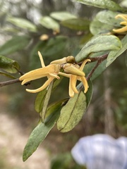 Xylopia tomentosa image