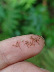 Sphaerostephanos appendiculatus