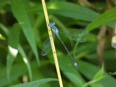 Lestes forcipatus